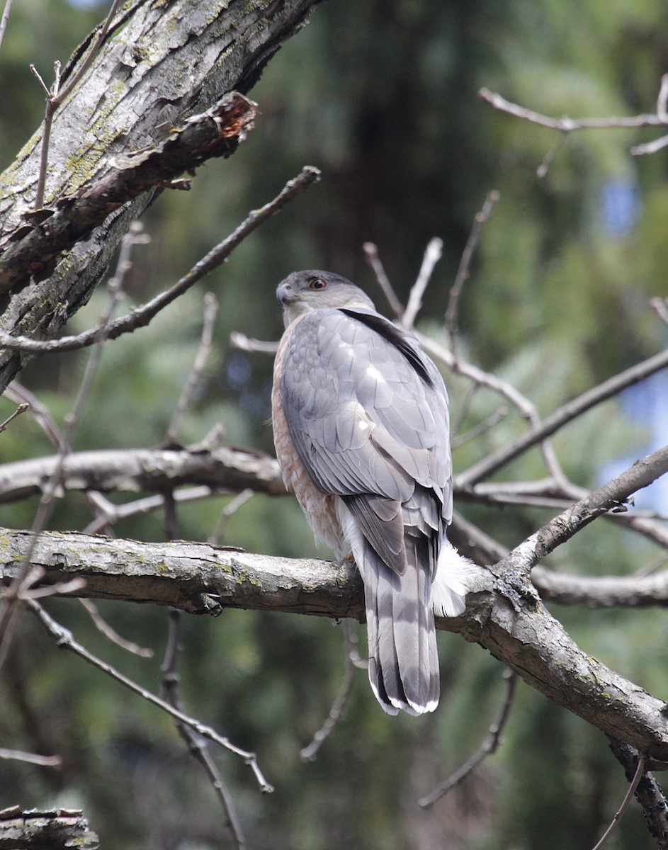 Cooper's Hawk - ML435892131