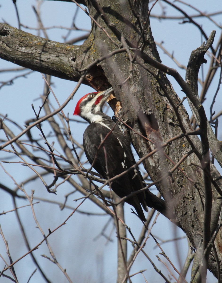 Pileated Woodpecker - ML435892211