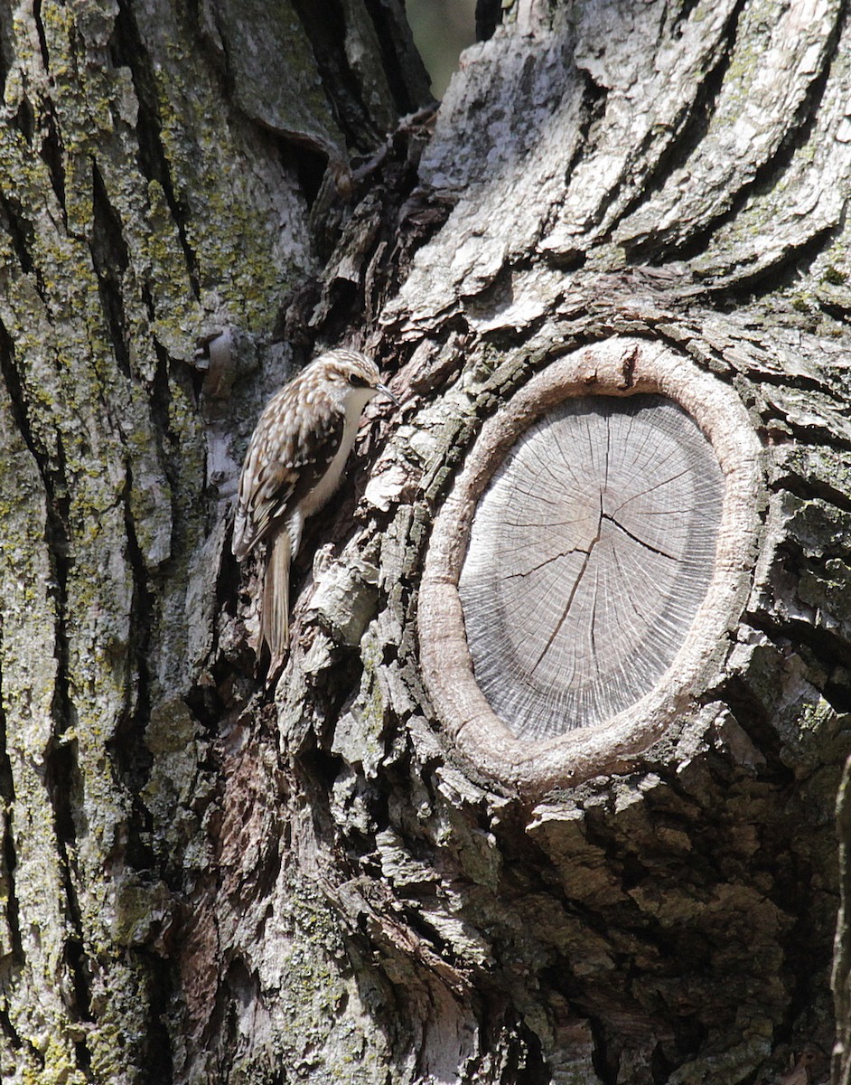 Brown Creeper - ML435892341