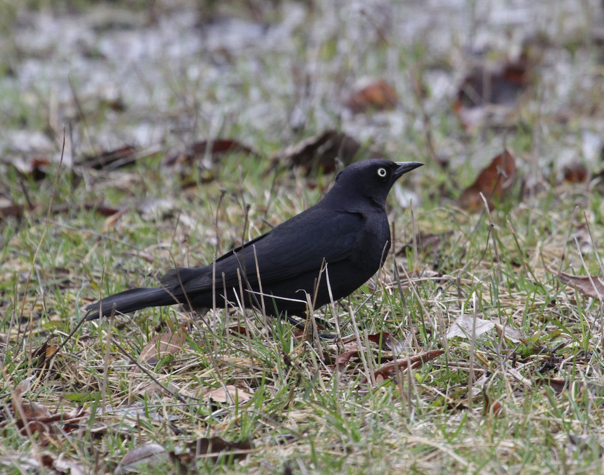 Rusty Blackbird - ML435892621