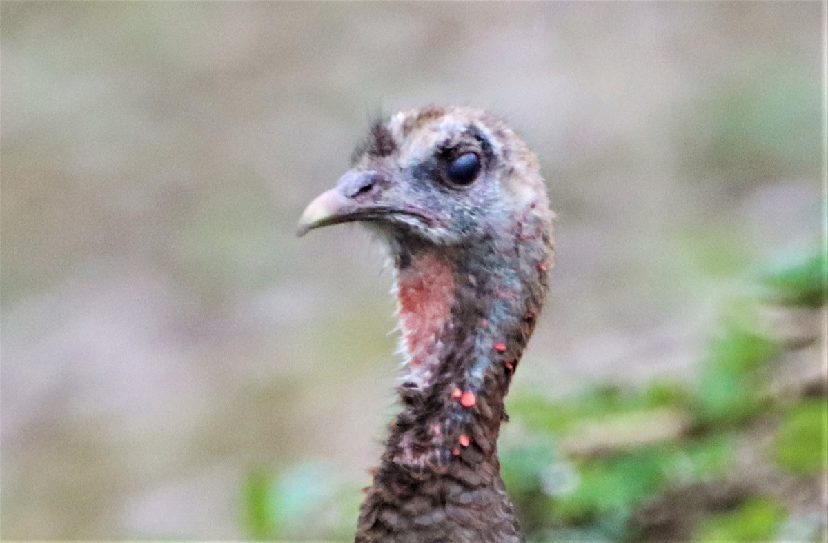 Wild Turkey - ML435893211