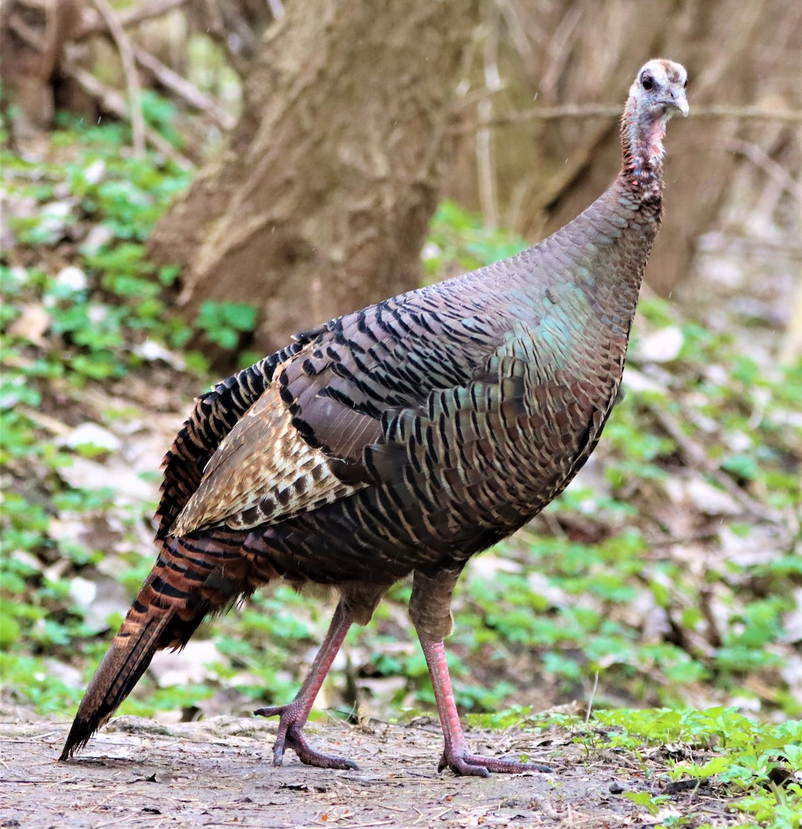 Wild Turkey - ML435893241