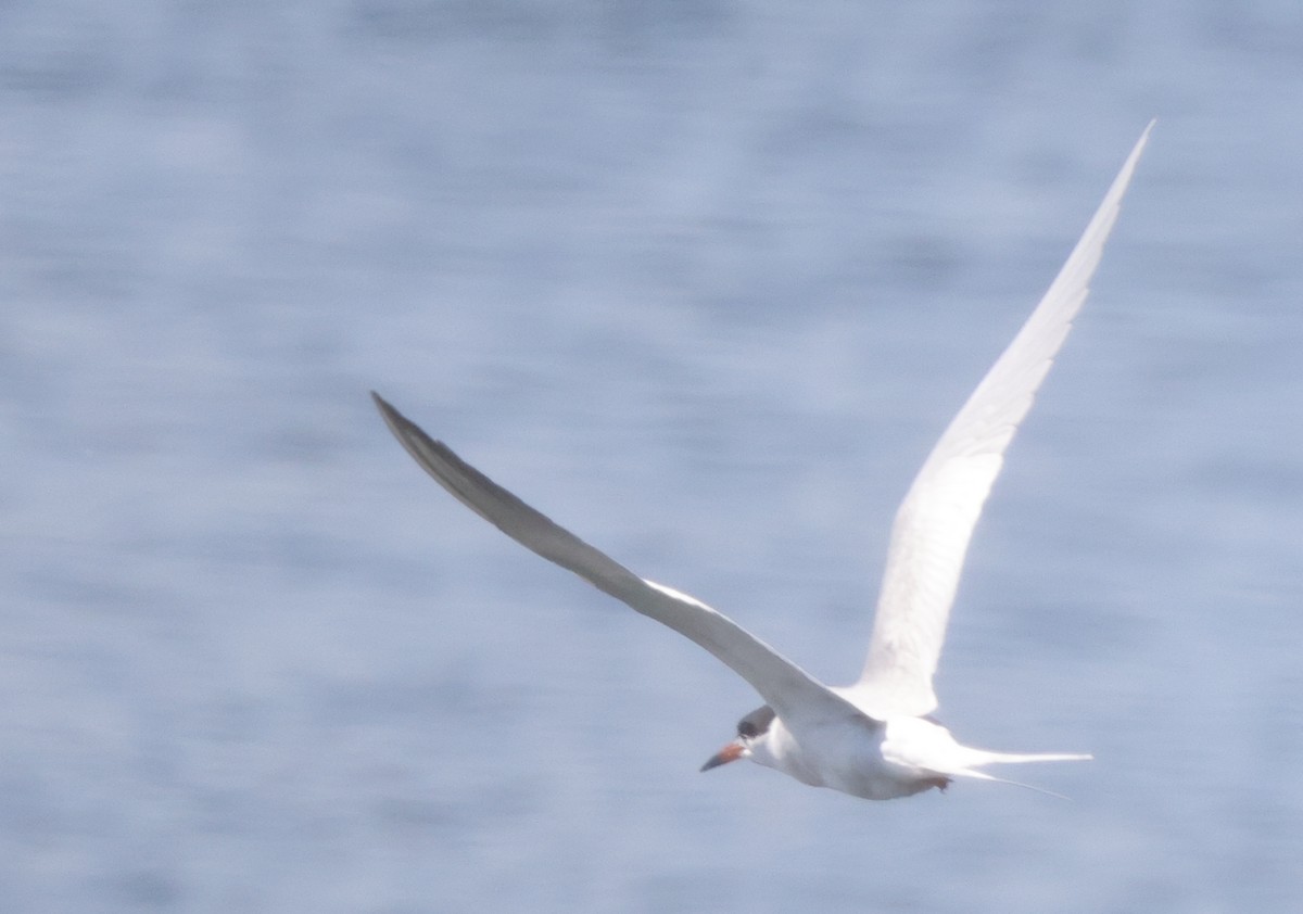 Forster's Tern - ML435893251