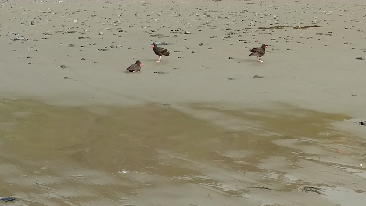 Black Oystercatcher - ML435897201