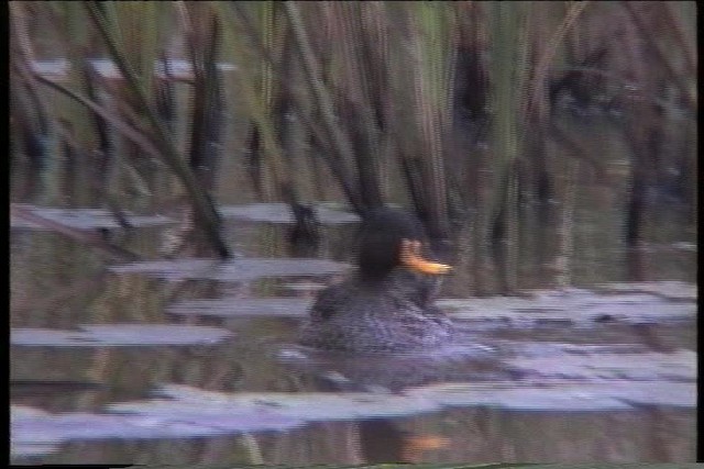 Yellow-billed Duck - ML435898