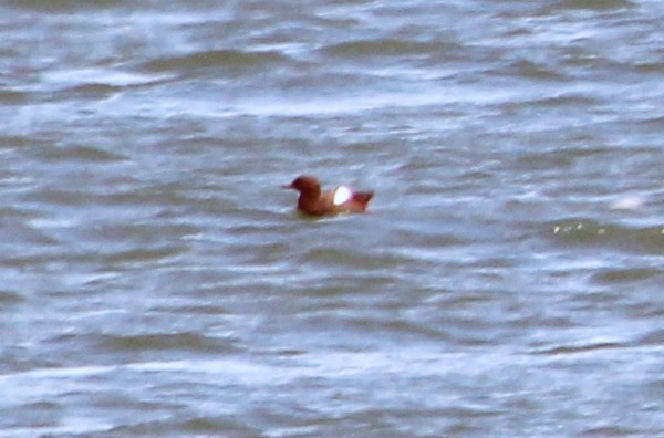 Pigeon Guillemot - ML435899441