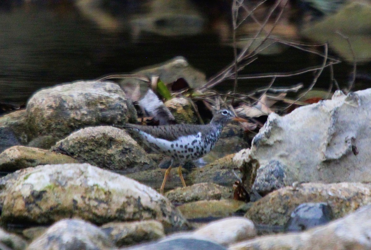 Spotted Sandpiper - ML435899621