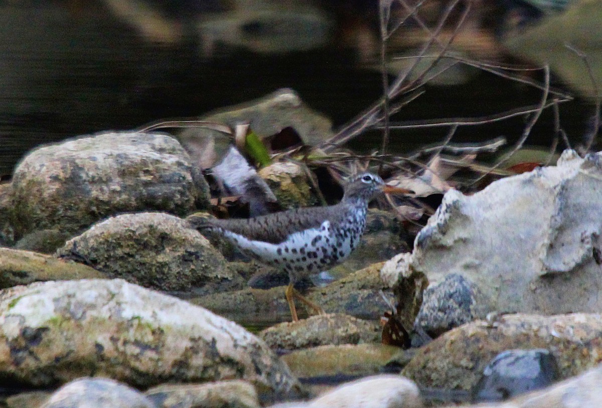 Spotted Sandpiper - ML435899961