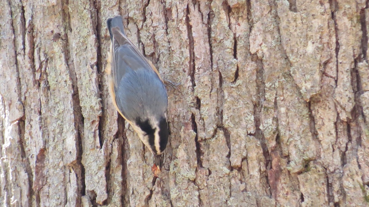 Red-breasted Nuthatch - ML435900591