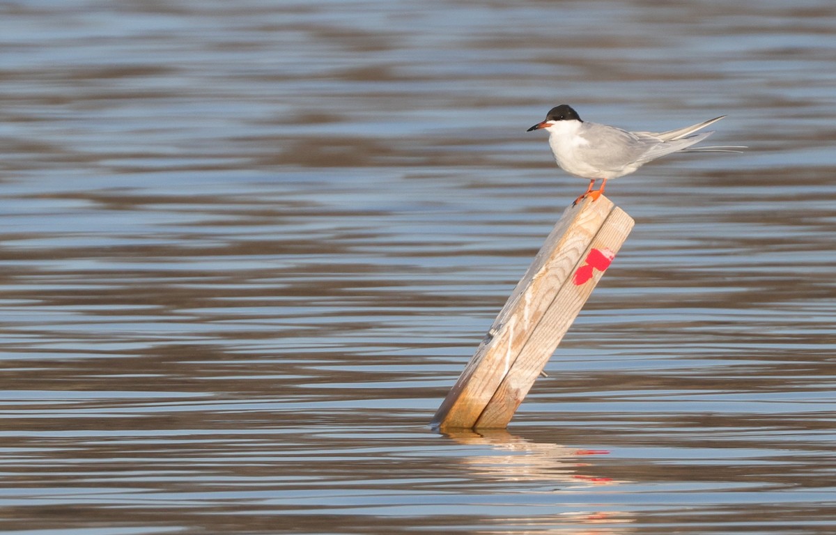 Forster's Tern - Tim Lenz