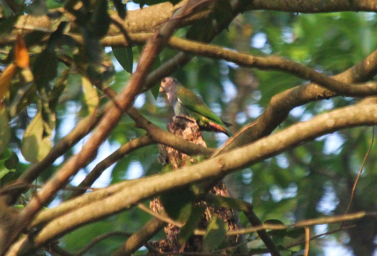 White-crowned Parrot - ML435901821