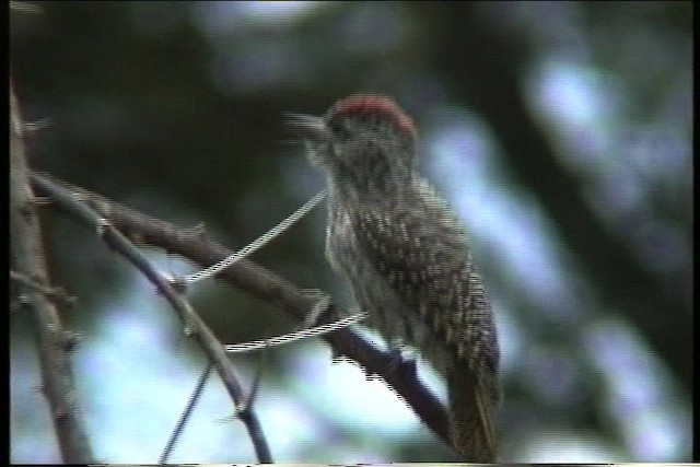 Cardinal Woodpecker - ML435903