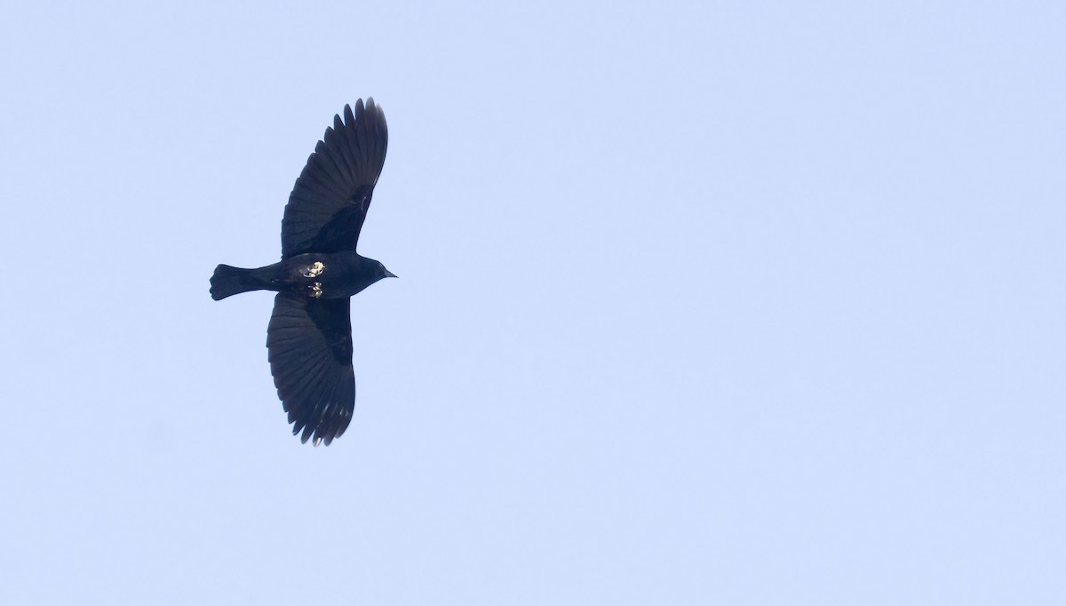 Red-winged Blackbird - ML435906051