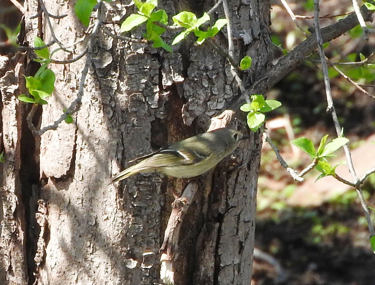 Ruby-crowned Kinglet - ML435908061