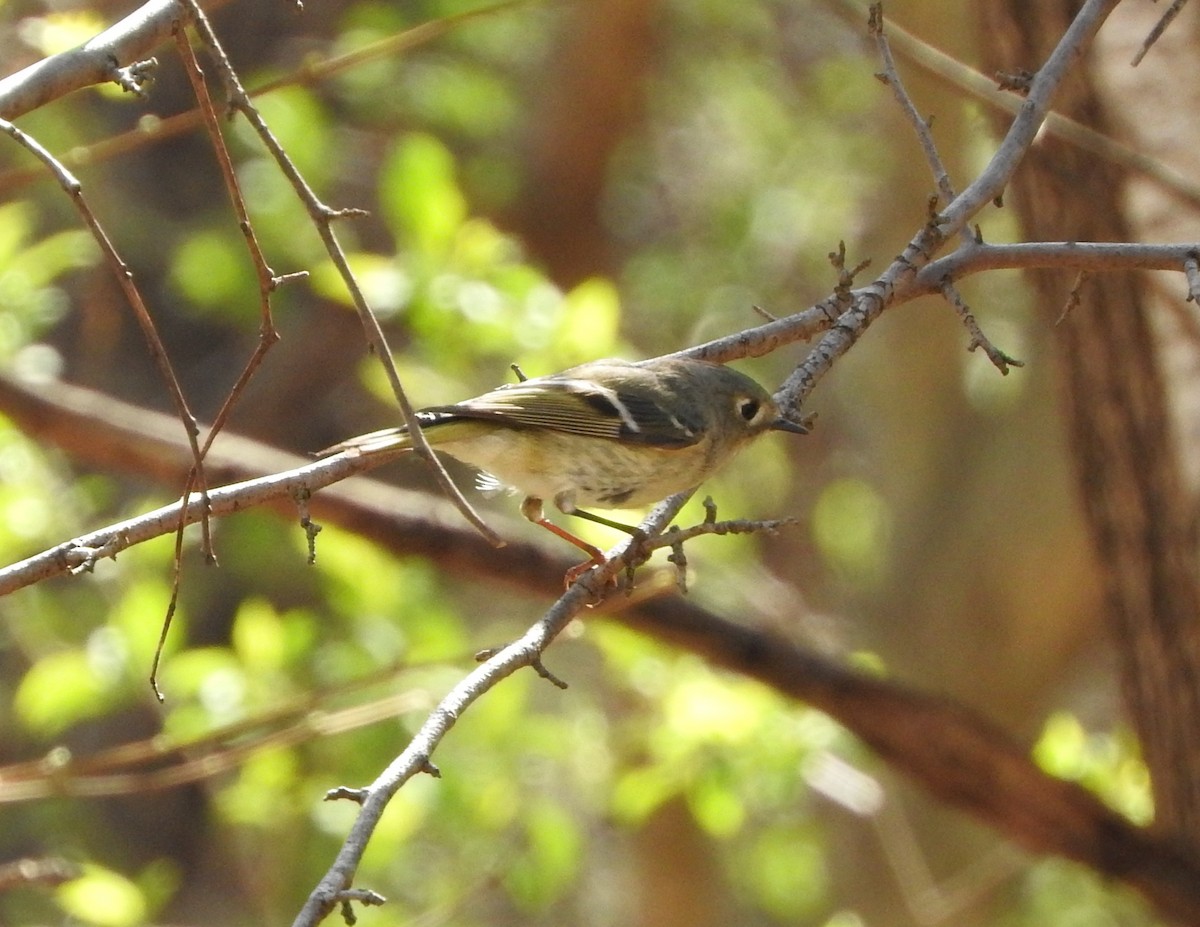 Ruby-crowned Kinglet - ML435908161