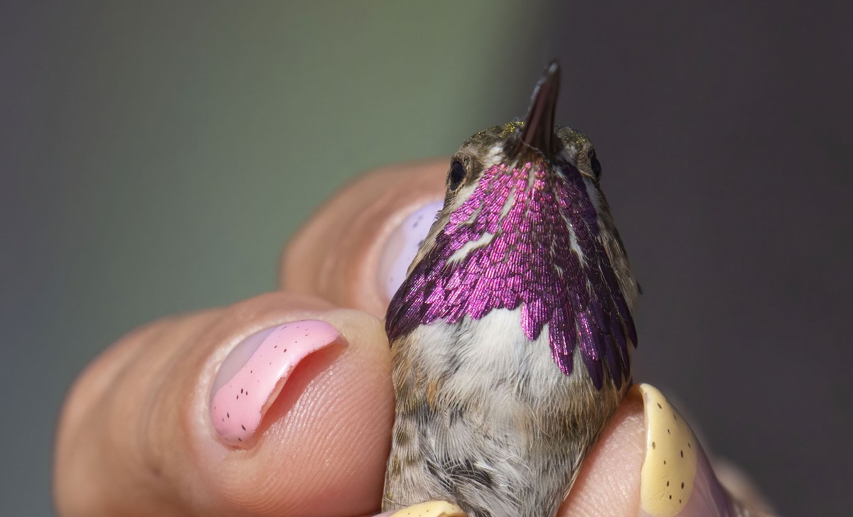 Calliope Hummingbird - ML435908521