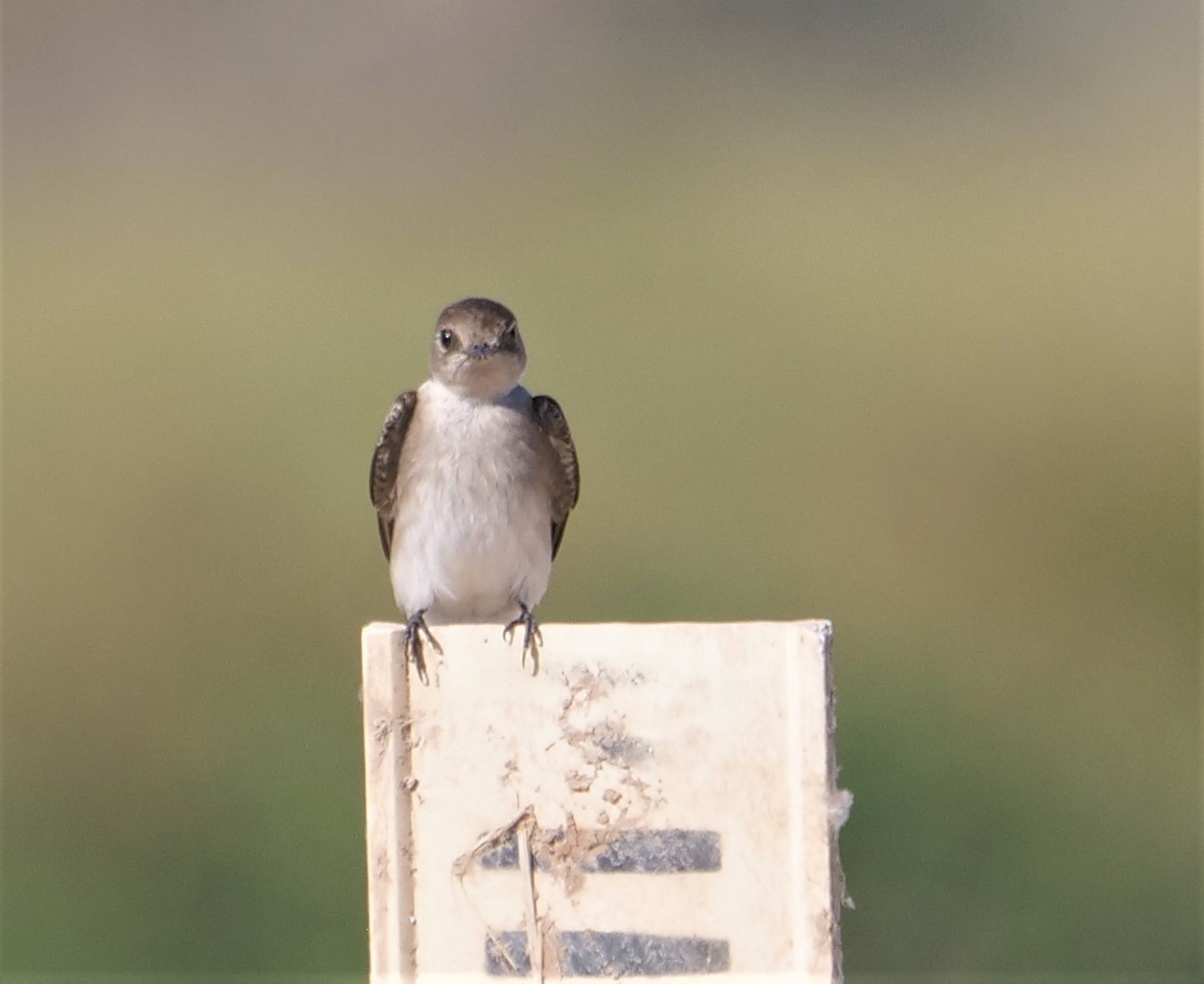Northern Rough-winged Swallow - ML435908801