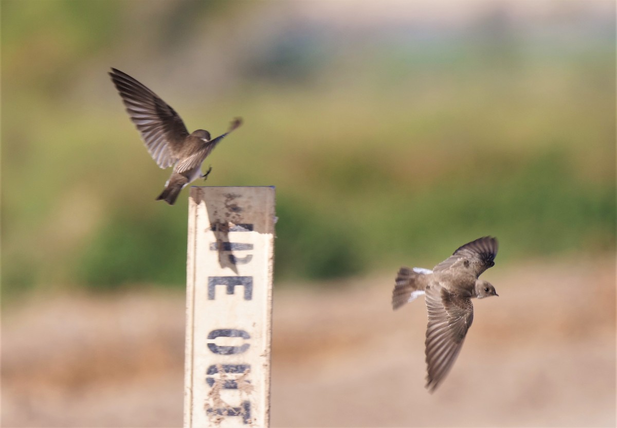 Northern Rough-winged Swallow - ML435908891