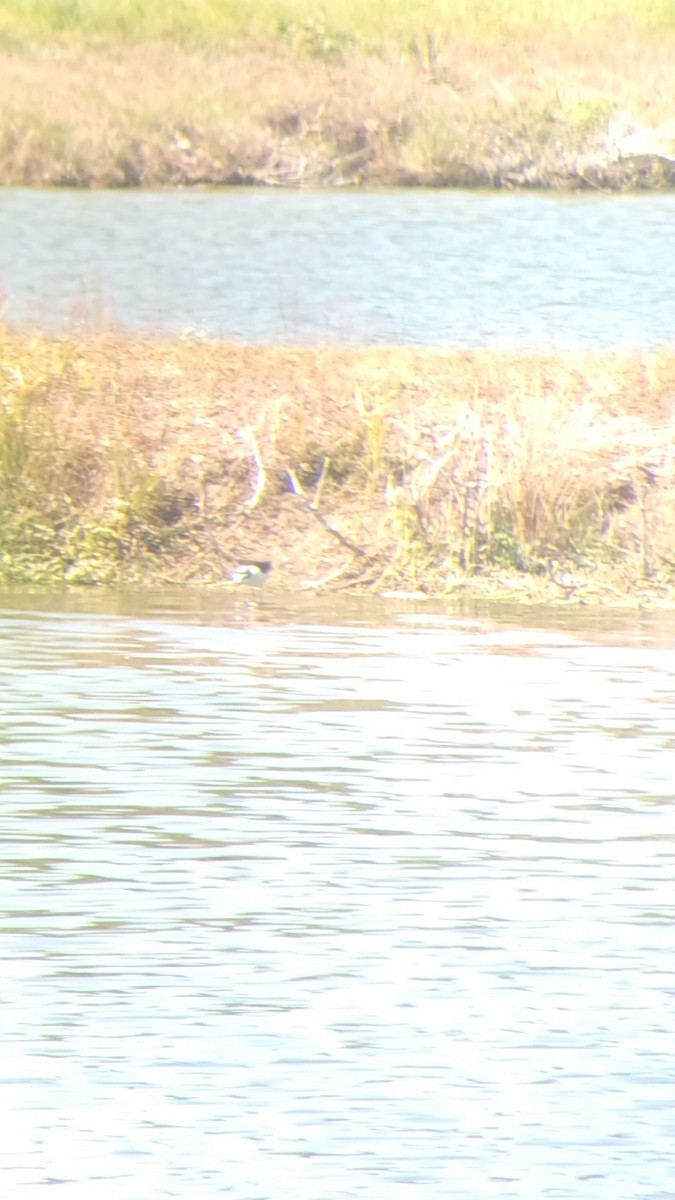 Black-necked Stilt - ML435910971