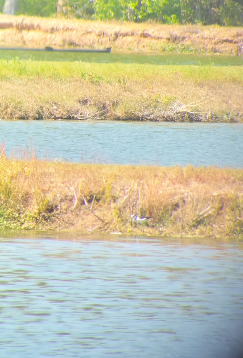 Black-necked Stilt - ML435911001