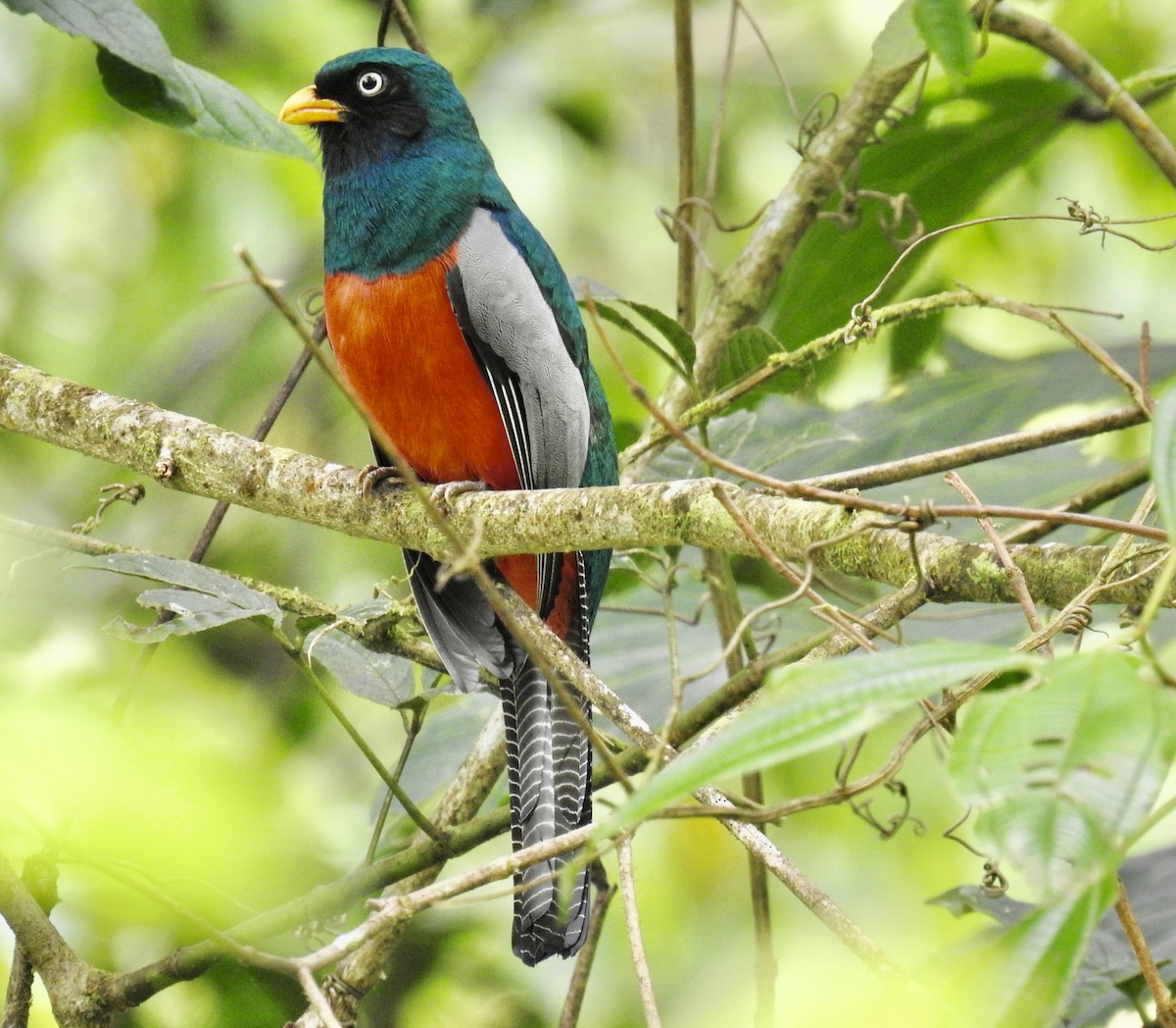 Lattice-tailed Trogon - Tomohide Cho