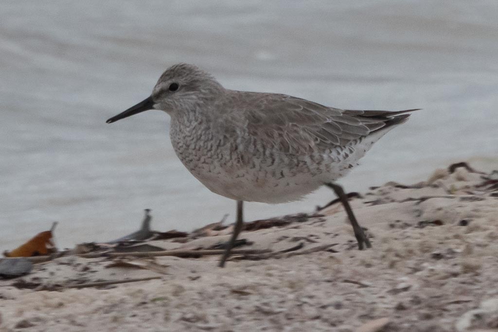 Red Knot - ML435914211