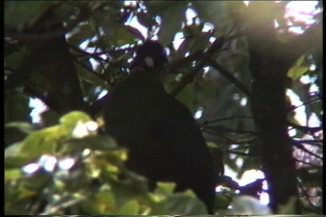 Hartlaub's Turaco - ML435916