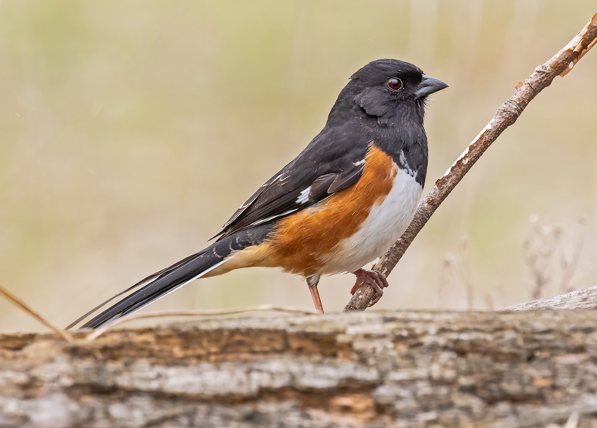Eastern Towhee - ML435916231