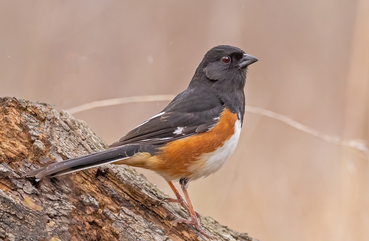 Eastern Towhee - ML435916331