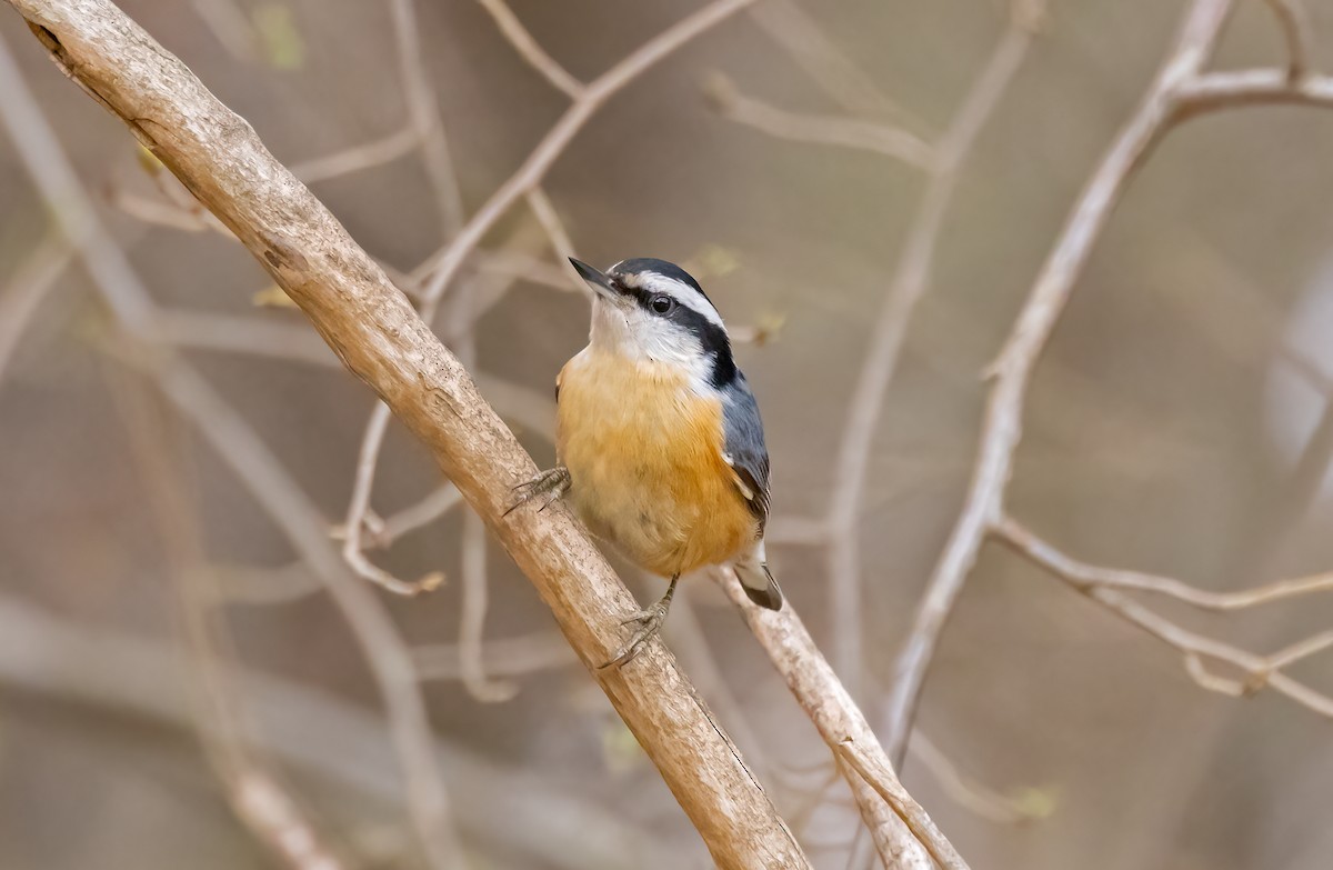 Red-breasted Nuthatch - ML435916371