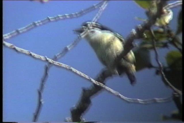 Yellow-rumped Tinkerbird - ML435920