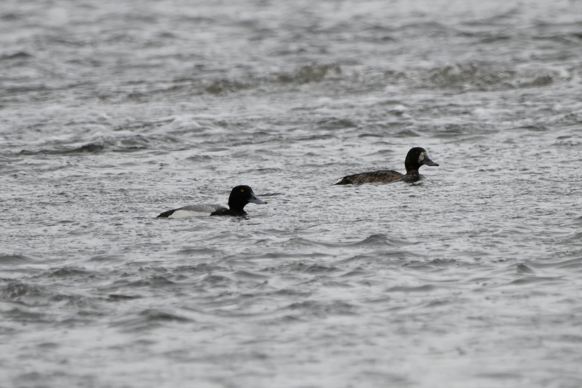 Greater Scaup - ML435920031