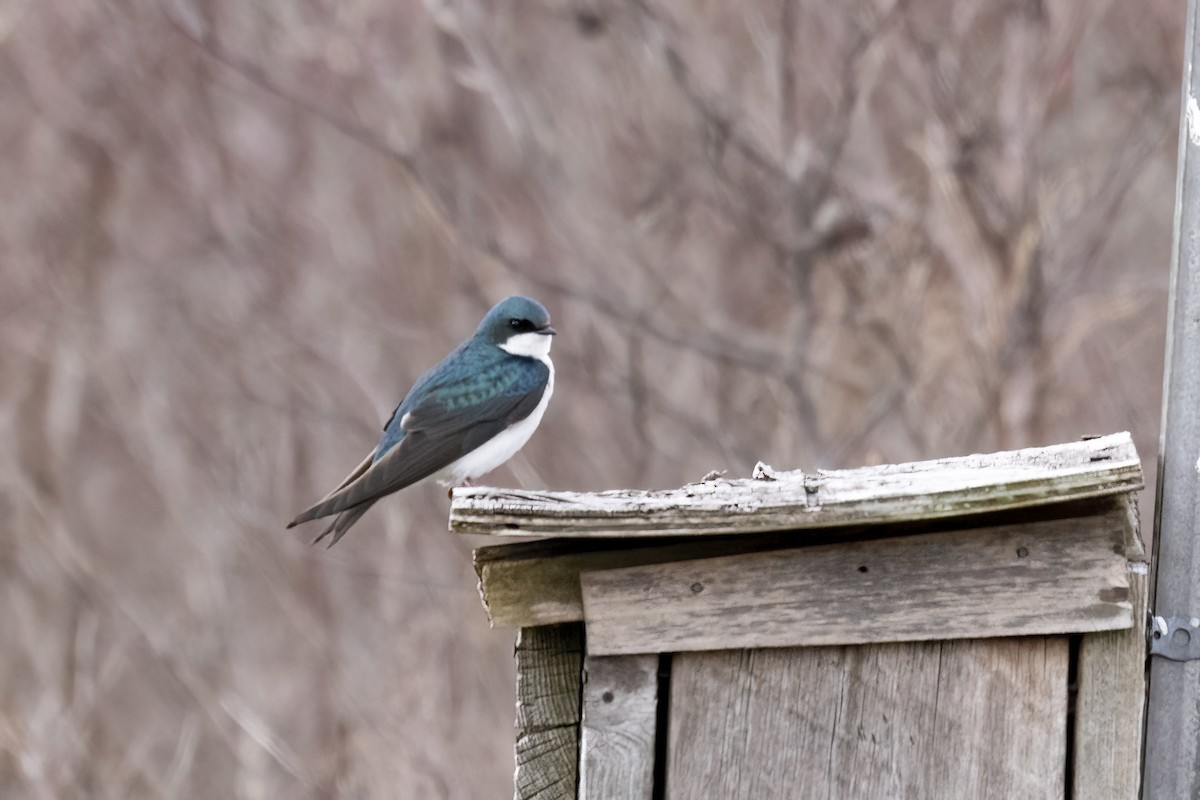 Tree Swallow - ML435920471