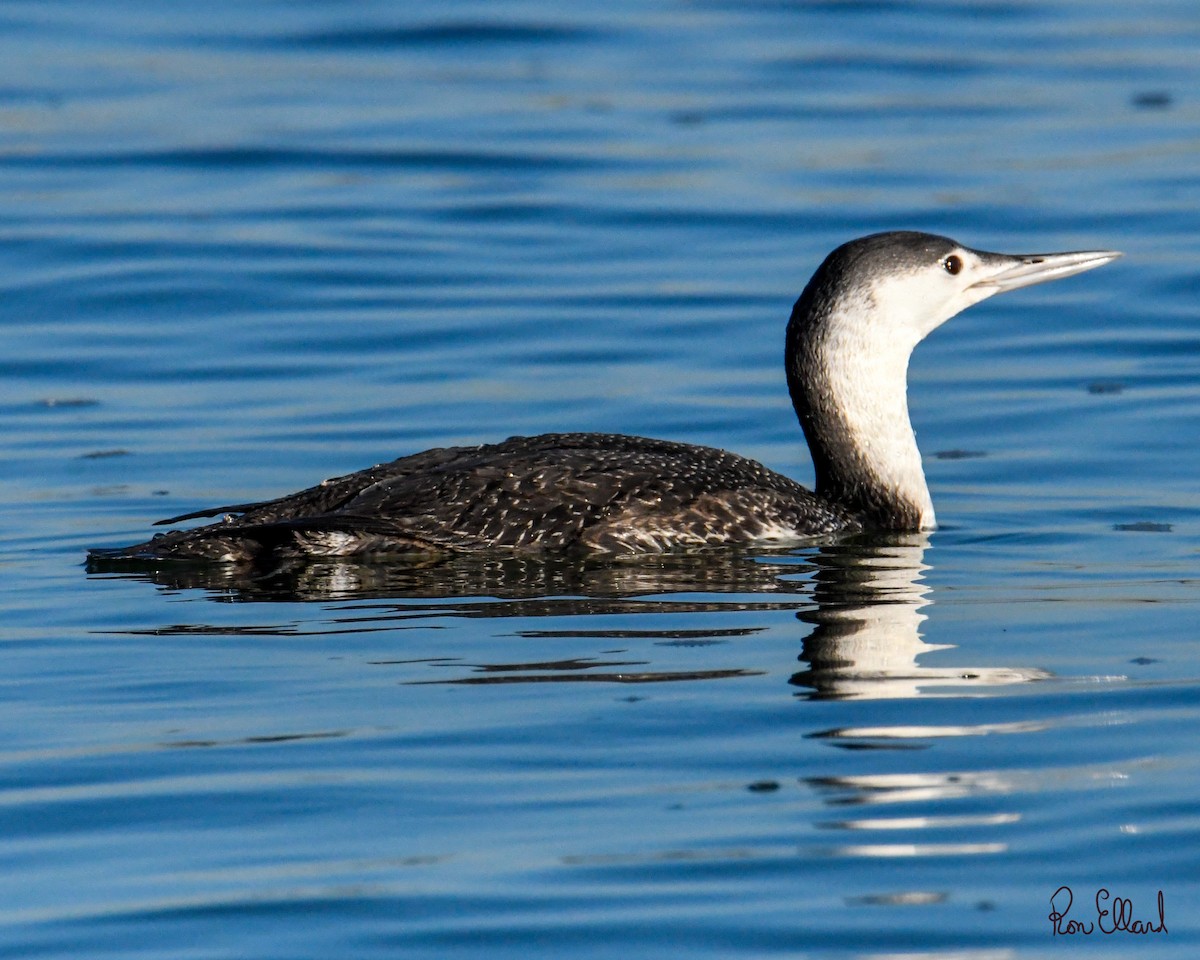 Red-throated Loon - ML435922191