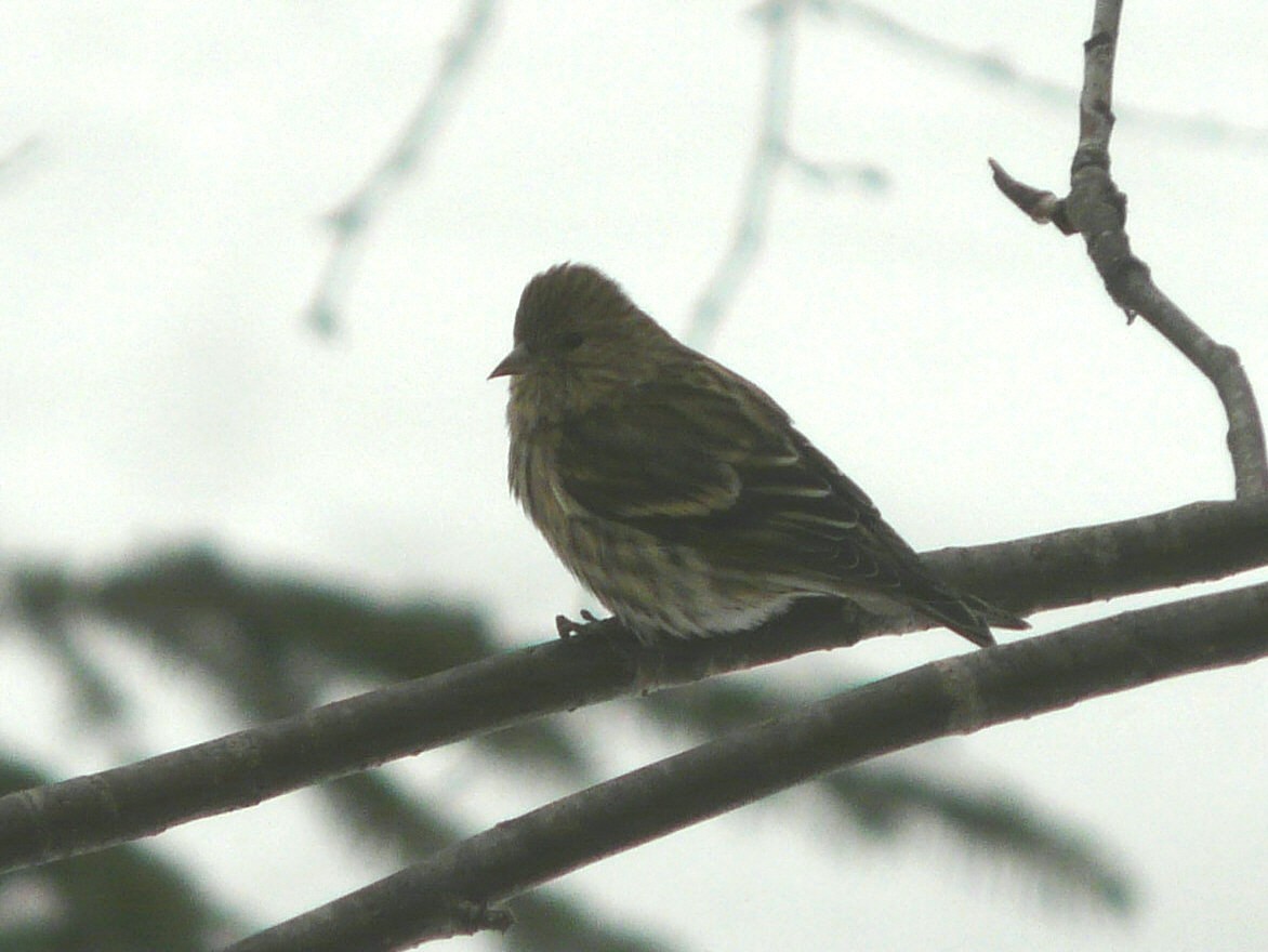 Pine Siskin - Douglas Leighton