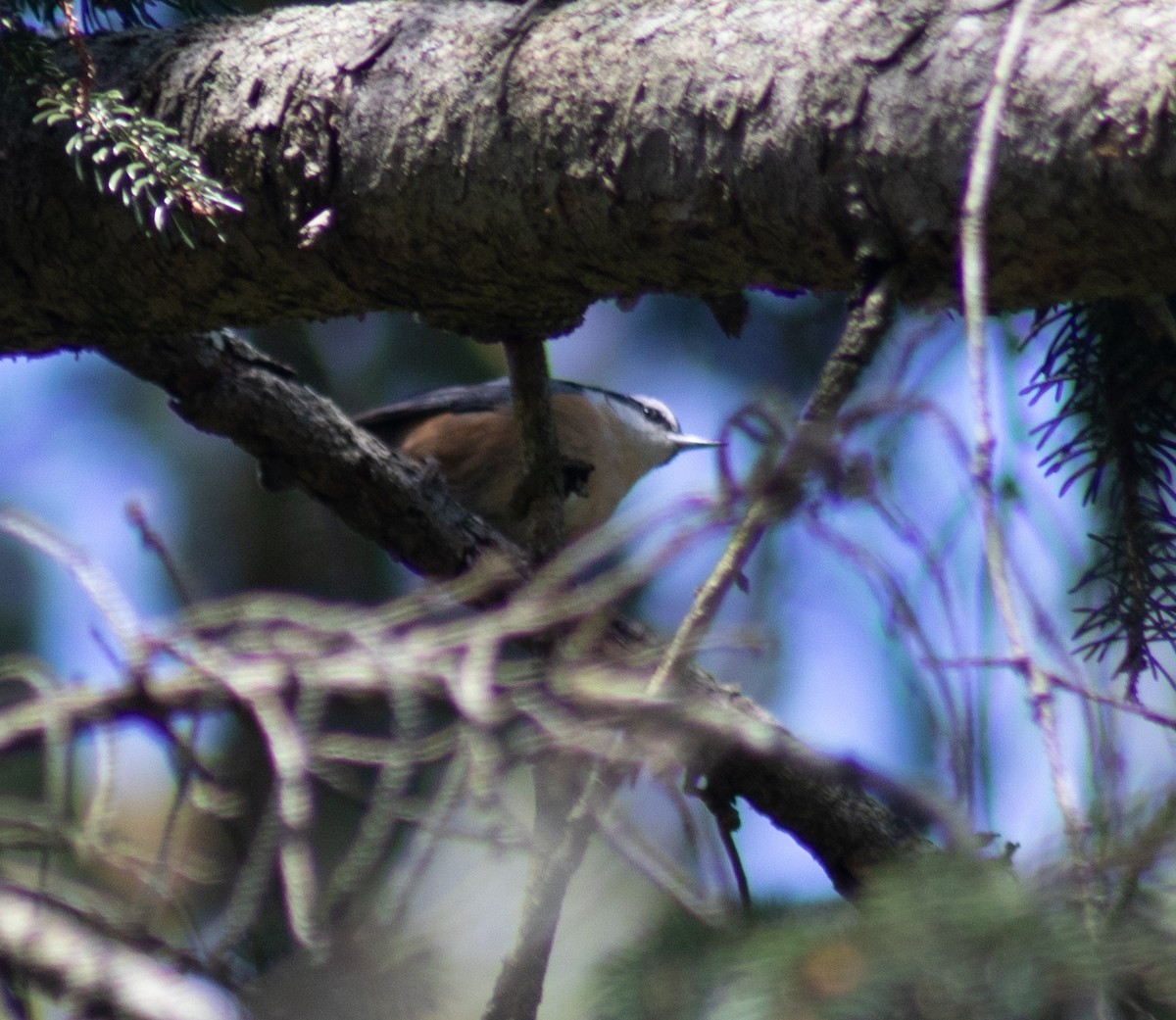 Red-breasted Nuthatch - ML435922881