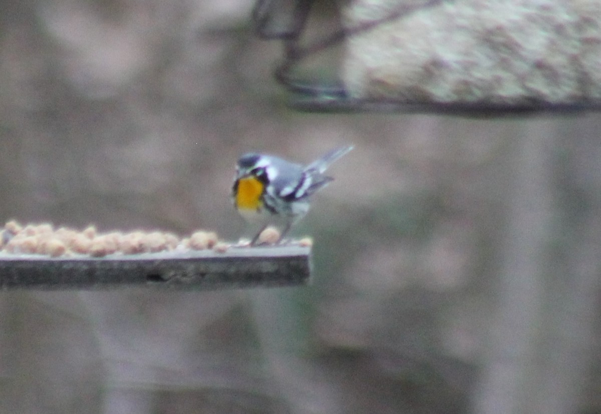 Yellow-throated Warbler - John Stromberger