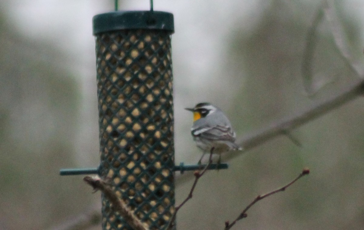 Yellow-throated Warbler - John Stromberger