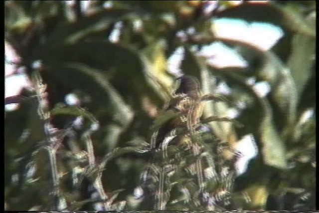 Goldschwingen-Nektarvogel - ML435924