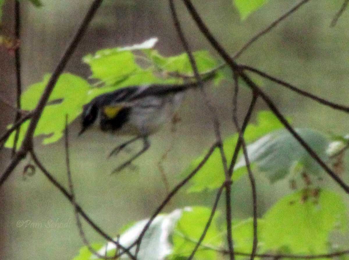 Yellow-rumped Warbler - ML435924711
