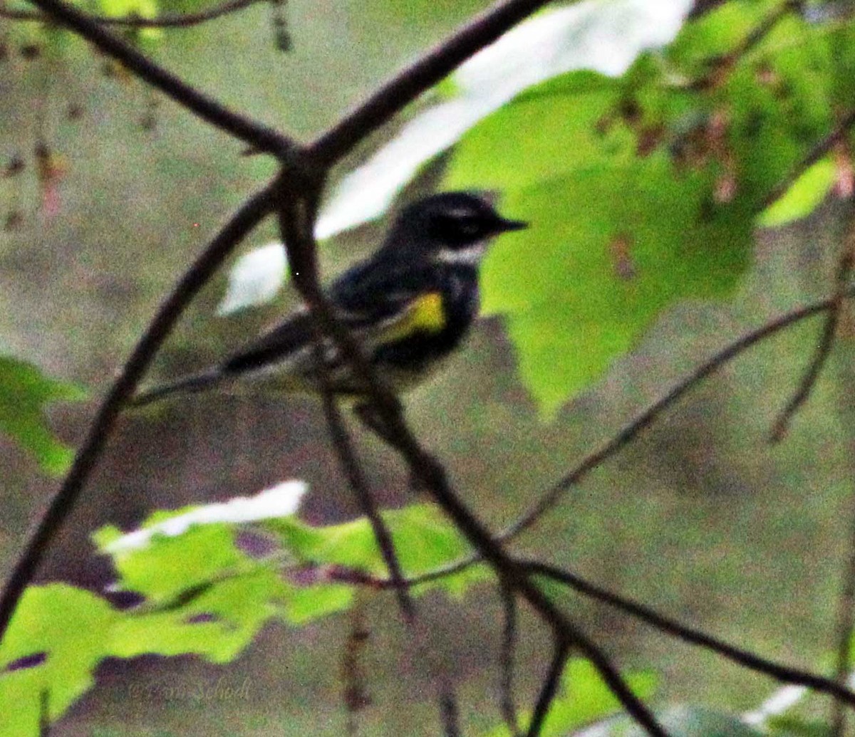Yellow-rumped Warbler - ML435924721