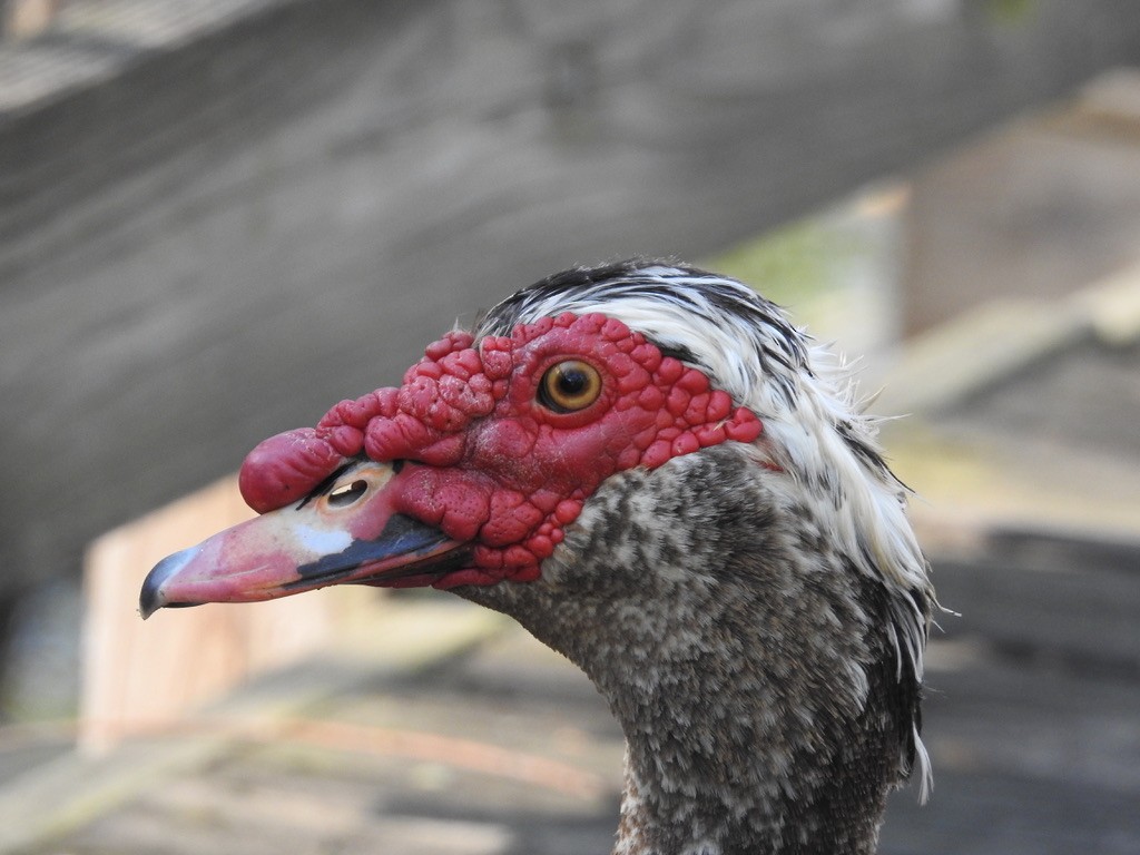 Muscovy Duck (Domestic type) - ML435925441