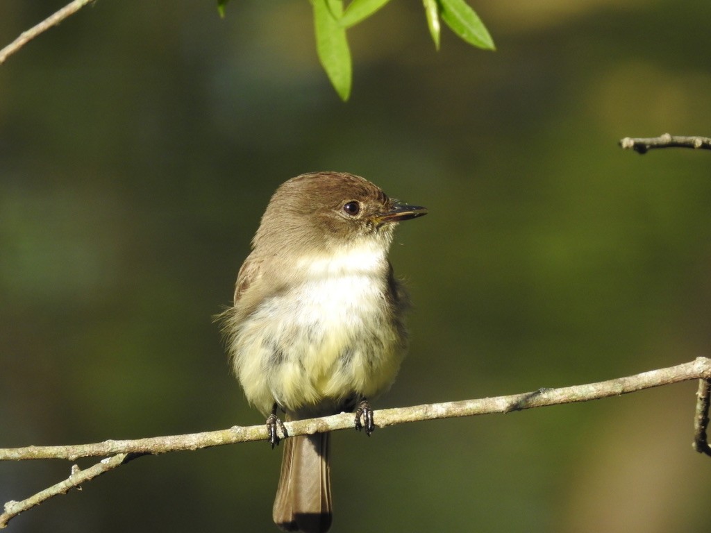Eastern Phoebe - ML435925641