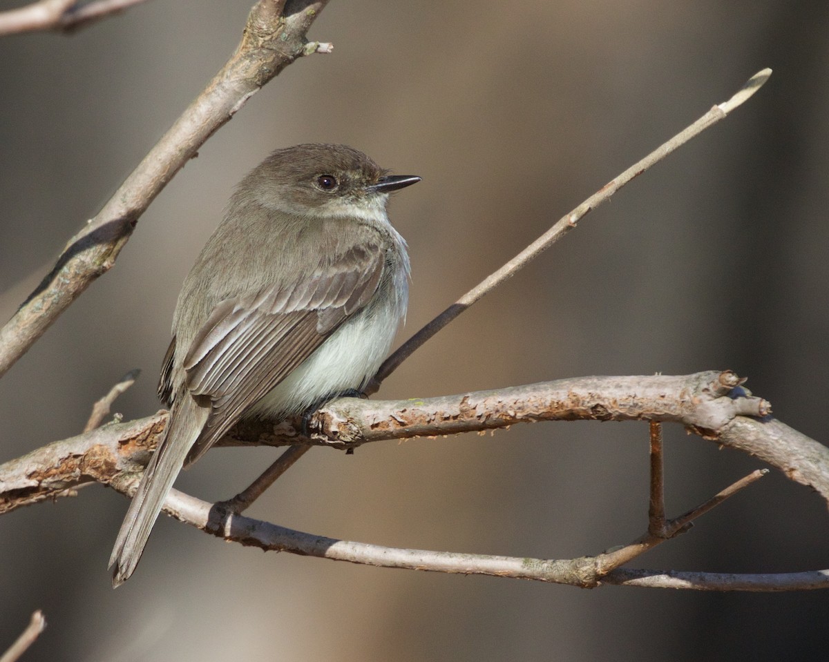 Eastern Phoebe - Jack & Holly Bartholmai