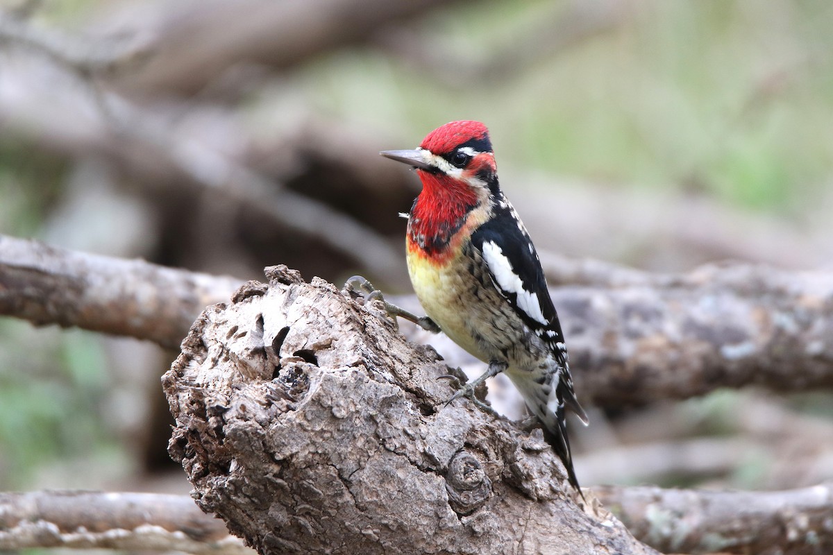 Red-naped x Red-breasted Sapsucker (hybrid) - ML43592671