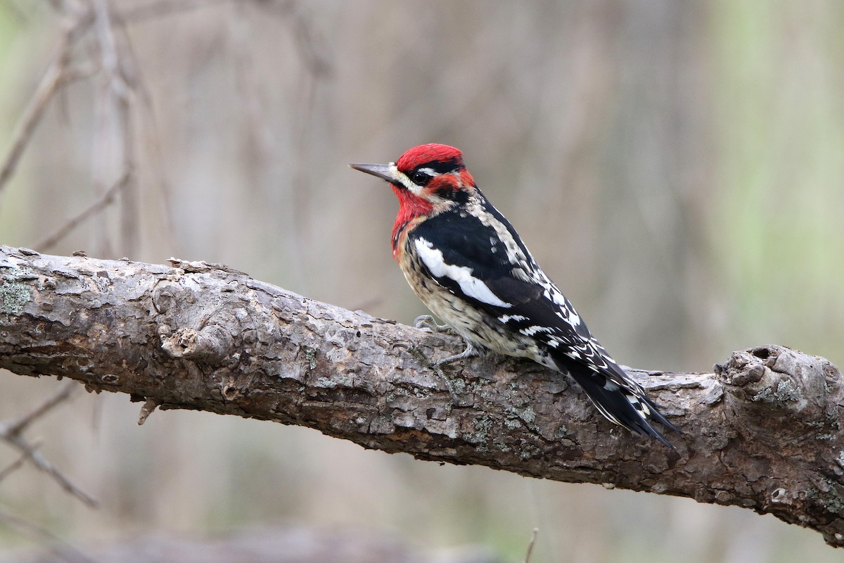 Red-naped x Red-breasted Sapsucker (hybrid) - ML43592681