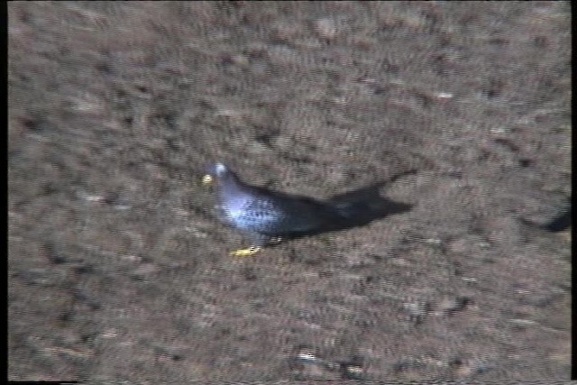 Rameron Pigeon - ML435928