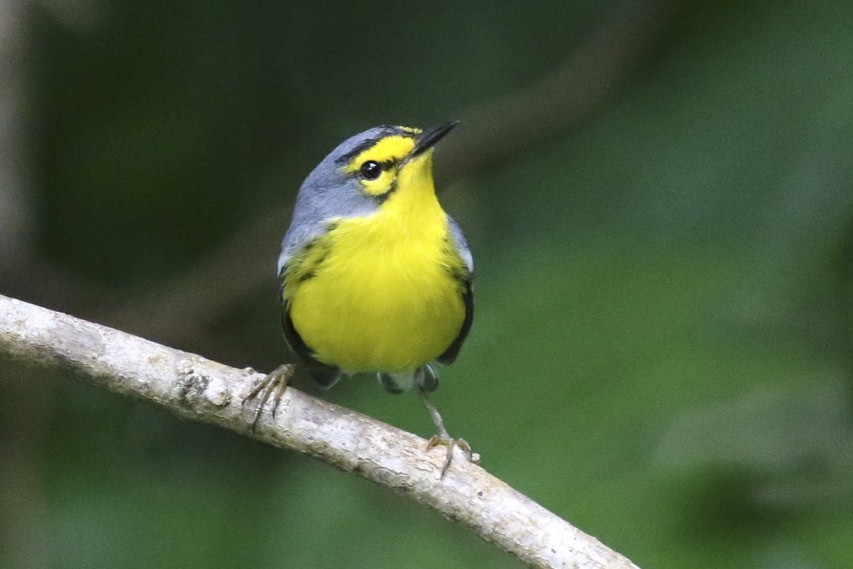 St. Lucia Warbler - Knut Hansen