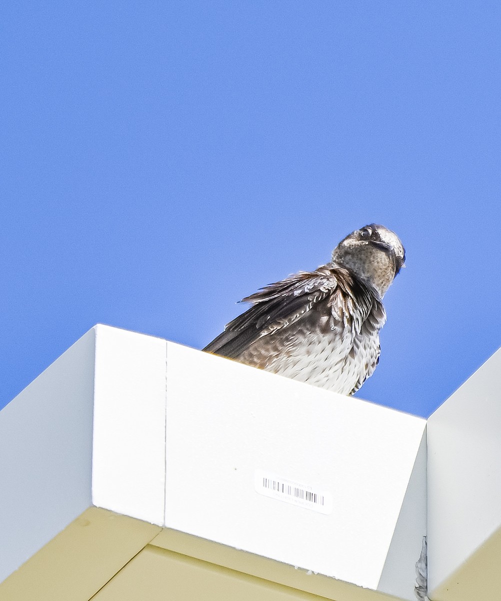 Golondrina Purpúrea - ML435928231