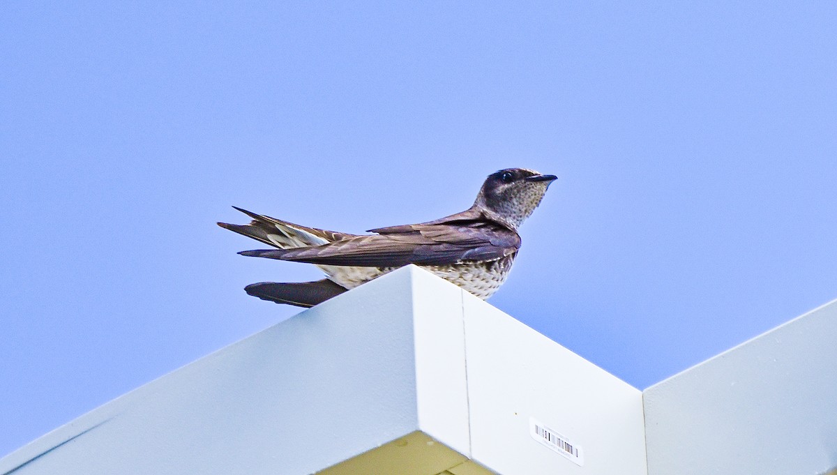 Golondrina Purpúrea - ML435928251